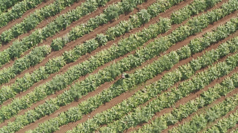 Farmer picking ripe Artichokes and throws them into a basket, Aerial follow footage.