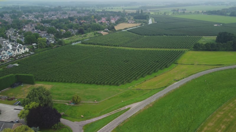 Farm fields in Wijk Bij Duurstede, the Netherlands.