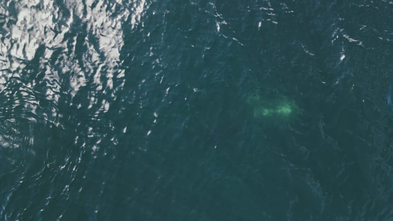 Aerial view of two sperm whales in South Africa.