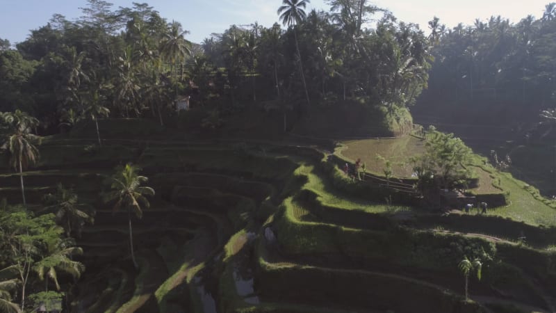 Aerial view of terracing field growing semiaquatic rice, Malang.