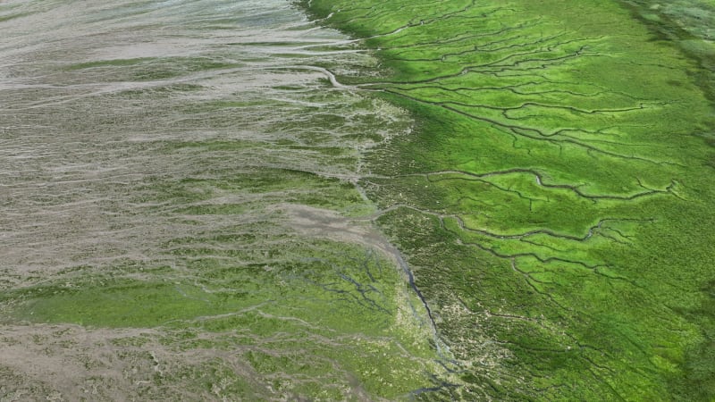 Discovering Slikken van Voorne: River Delta and Tidal Marshes in Oostvoorne, The Netherlands