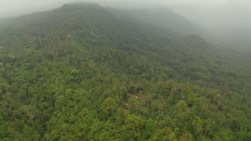 Small rural home hidden in a dense rainforest at the foot of a fog covered mountain. Aerial view of isolated house in the jungle surrounded by palm trees and dense vegetation