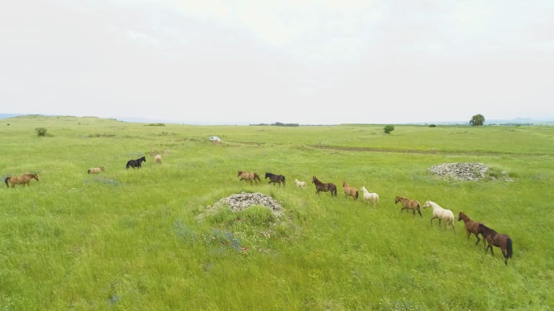Aerial view of horses in a grassland landscape, Golan Heights, Israel.