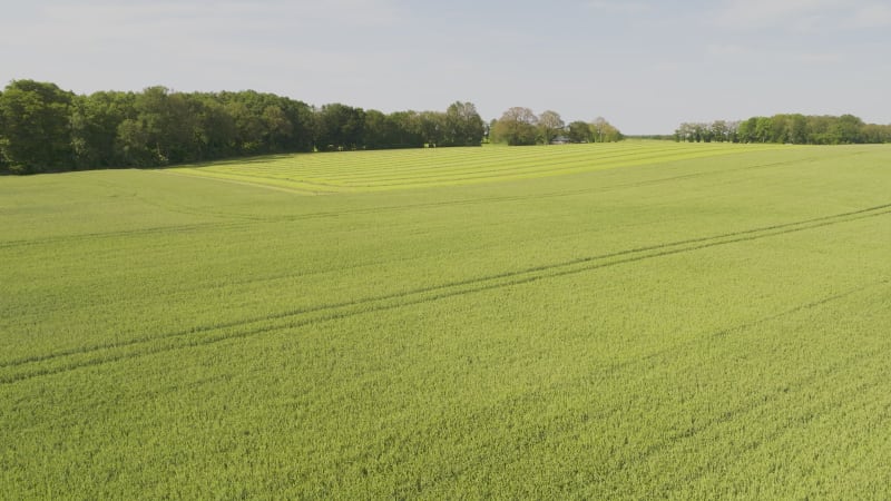 Aerial view of farmland with barley field and mowed grass, Twente, Netherlands.