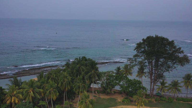 Aerial view of palm trees along the coastline at sunset, Moragalla, Sri Lanka.