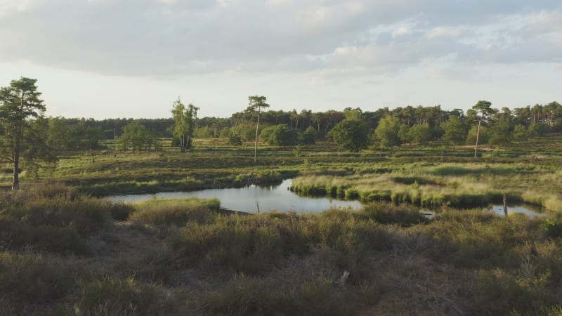 Flying towards blue pond in the marshes