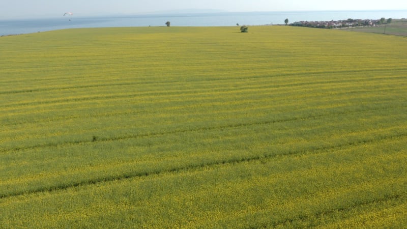 Aerial view of canola fields, Tekirdag, Turkey.