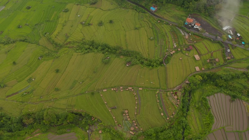 Aerial view of lush green terraced paddy fields in Bali. Rotating aerial view of farm rice fields in tropical rural countryside