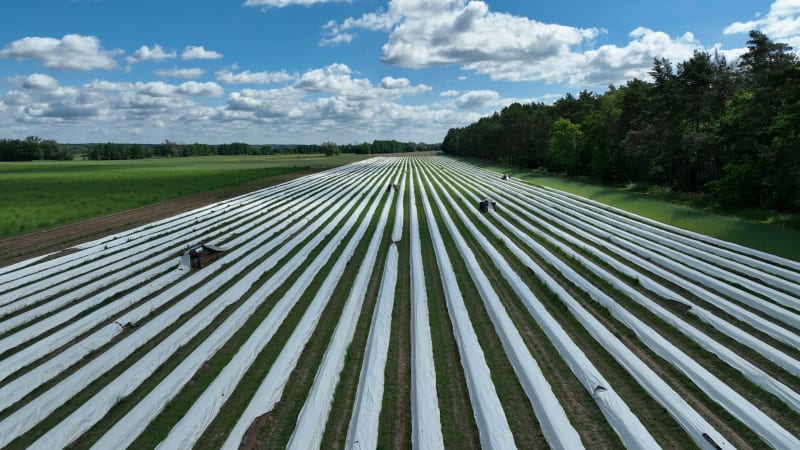 Aerial View of asparagus harvest at Oderbruch, Brandenburg, Germany.