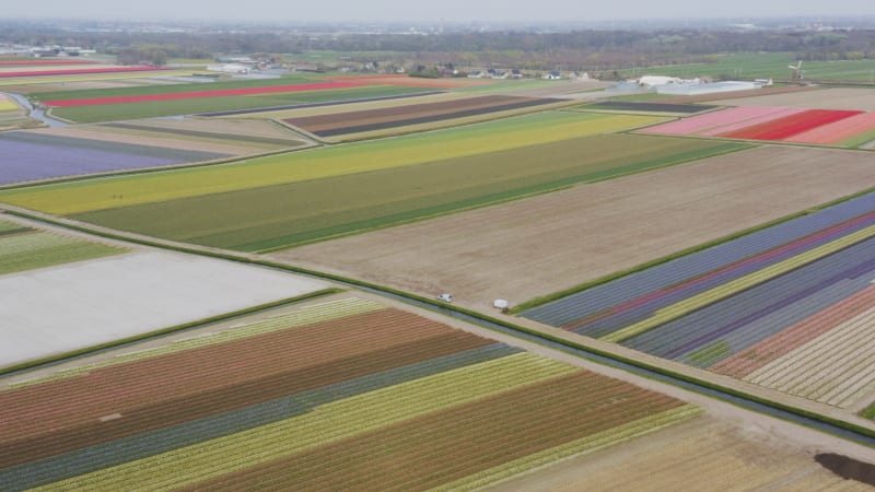 Wide aerial pullback of vibrant tulip fields in Lisse