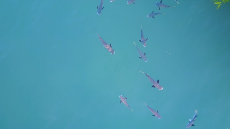 Drone footage of a Group of Baby Sharks off the Australian Coast