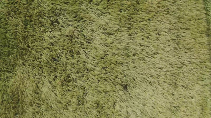 Aerial view of wheat field in the wind.