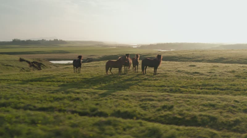 Aerial view drone flying over iceland countryside with wild horses peacefully grazing. Drone view of icelandic highlands at sunset with horses herd. Amazing in nature. Wildlife