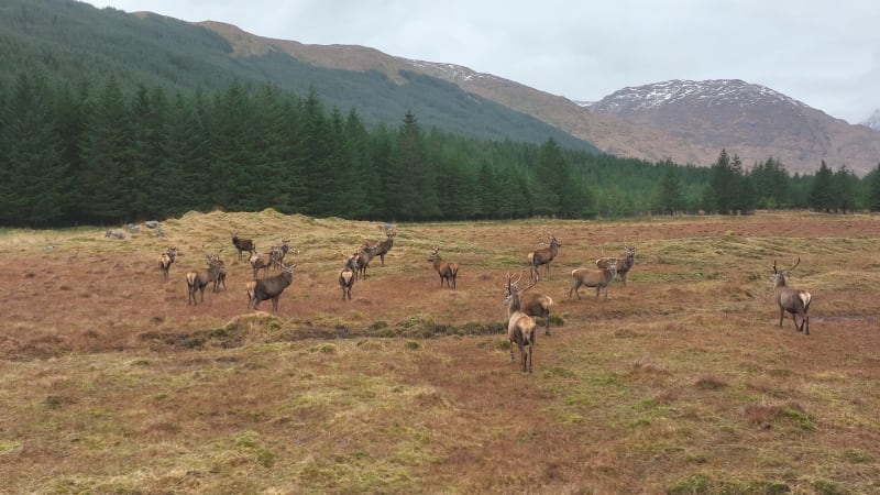 Red Deer Stag Herd in Scotland