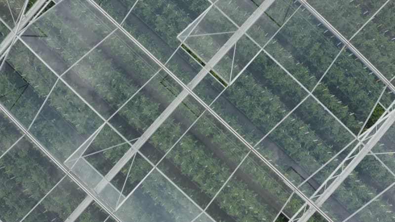 Greenhouse Agriculture in the Netherlands