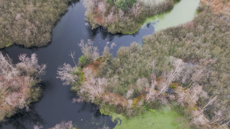 Aerial view of lakes and wet forest, Molenven, Twente, Overijssel, Netherlands.