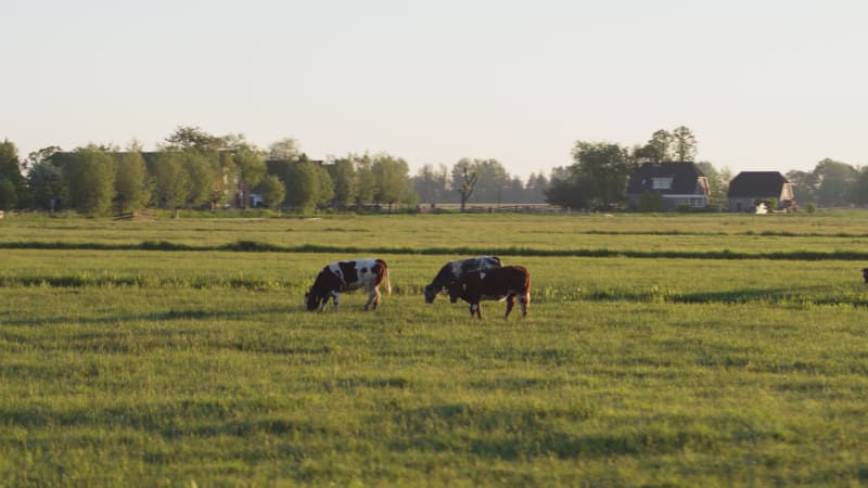 cows in Agricultural Fields in Krimpenerwaard