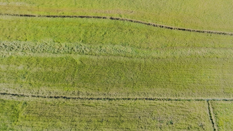 Aerial downward view of reedland in De Alde Feanen, Friesland, Netherlands