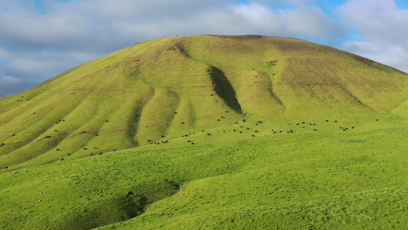 Aerial View of cattle, Hawaii Island, Hawaii, United States.