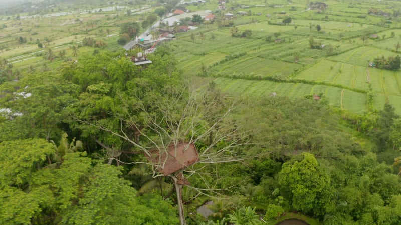 Aerial view of lookout hut on the top of tropical tree. Circling view of hanging bridge and observation platform near small rural village in Bali