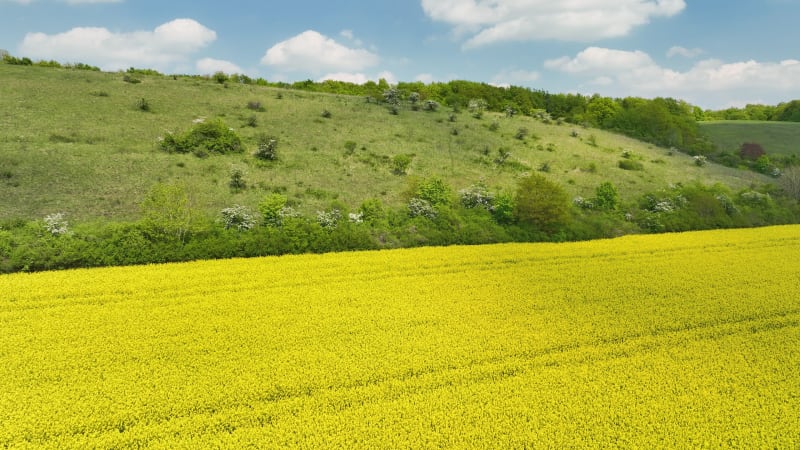 Aerial view of rapeseed field and hillside of Teutoburger Wald, Germany