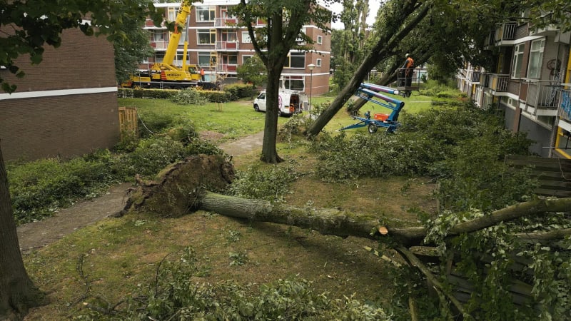 Aerial view of a fallen tree post-storm Poly in Heemskerk, Netherlands. July 2023.