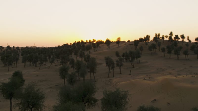 Aerial view of many trees growing on the middle of sand during sunset.