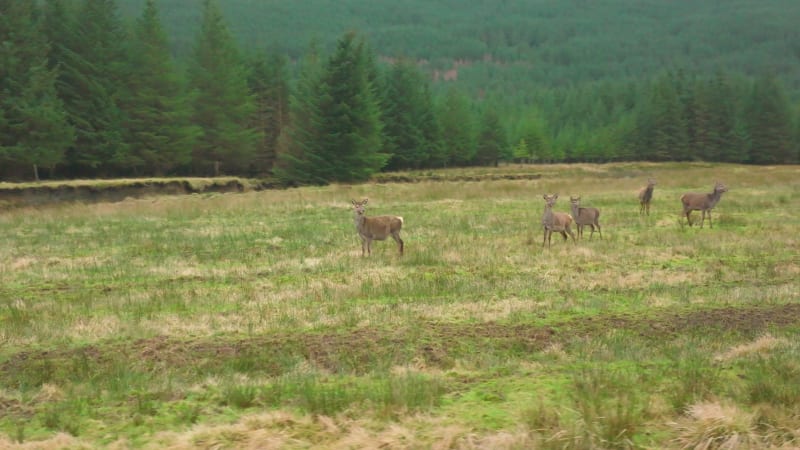 Red Deer Hinds in the Scottish Highlands