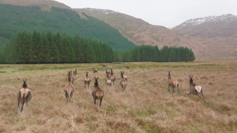 A Herd of Red Deer Hinds Running in the Scottish Highlands in Slow Motion