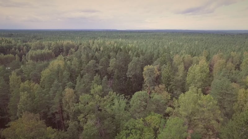 Aerial view of a forest with traditional Chapel and a cemetery.