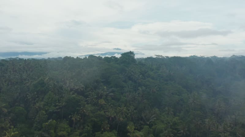 Aerial dolly reveal shot of the trees in a large tropical rainforest in Bali with tall mountain covered in fog in the background