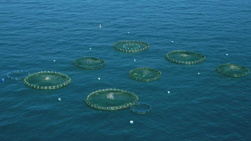 Aerial view of fish farm in Tenerife.