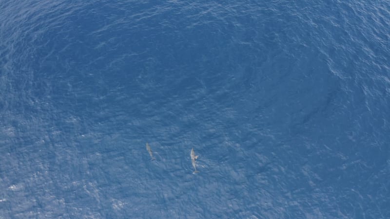 Aerial view of dolphins in open water at Reunion Island.