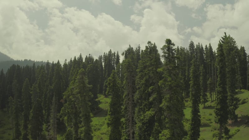 Aerial view of forest near Arow, with expanse of pine trees, Pahalgam, India.