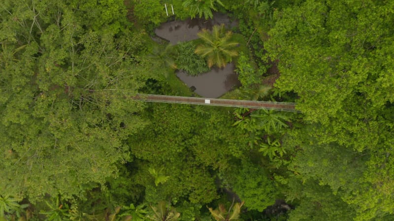 Overhead view of hanging bridge suspended in canopies of tropical trees. Aerial top down view of wooden bridge hanging from the palm trees