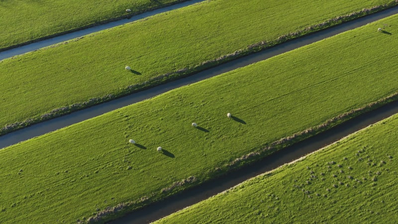 Sheep grazing on vibrant green grass