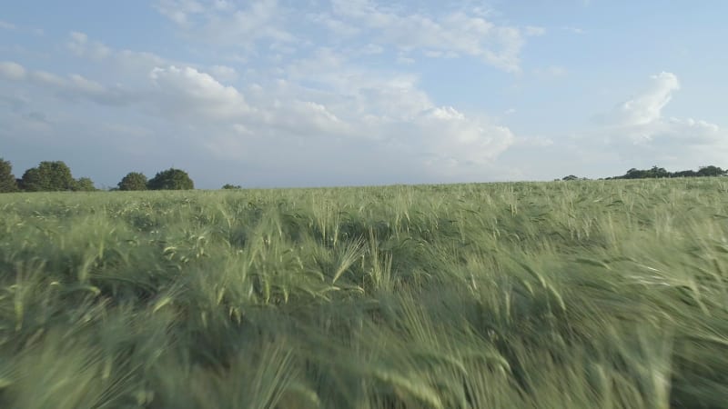 Large Farm Field of Young Green Barley in the Summer