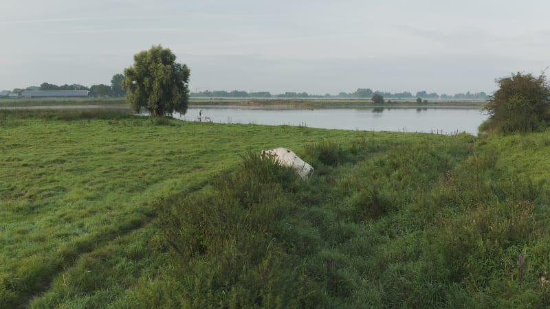 A Cow Grazing on the Banks of the Lek River While a Man Crosses the River on his Paddle Board