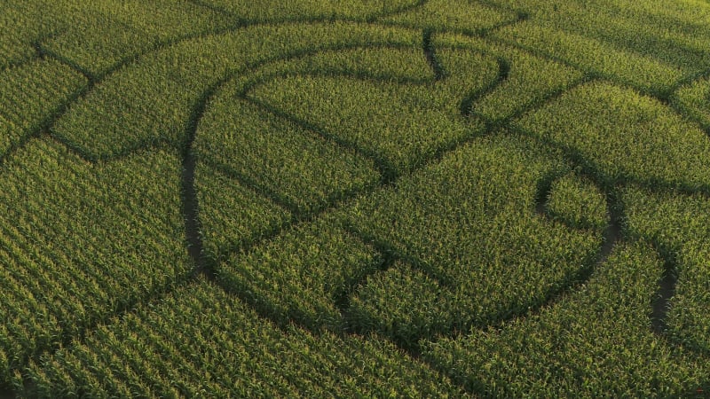 Mysterious patterns in a field of crops