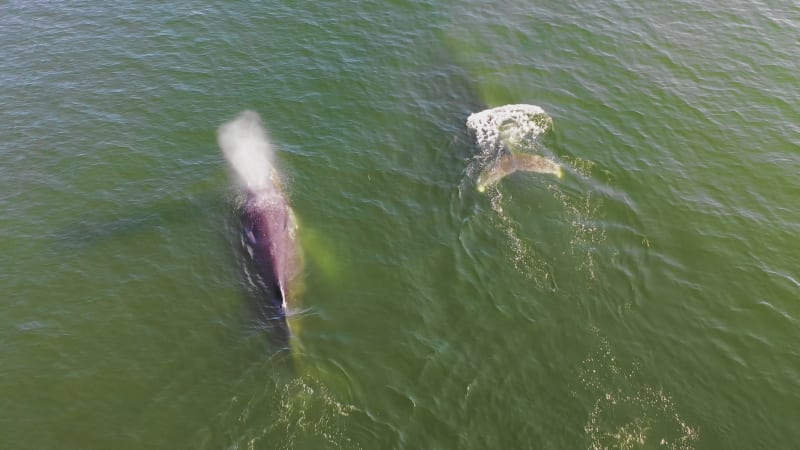 Aerial view of Whales along the coast, Unalaska island, Alaska, United States.