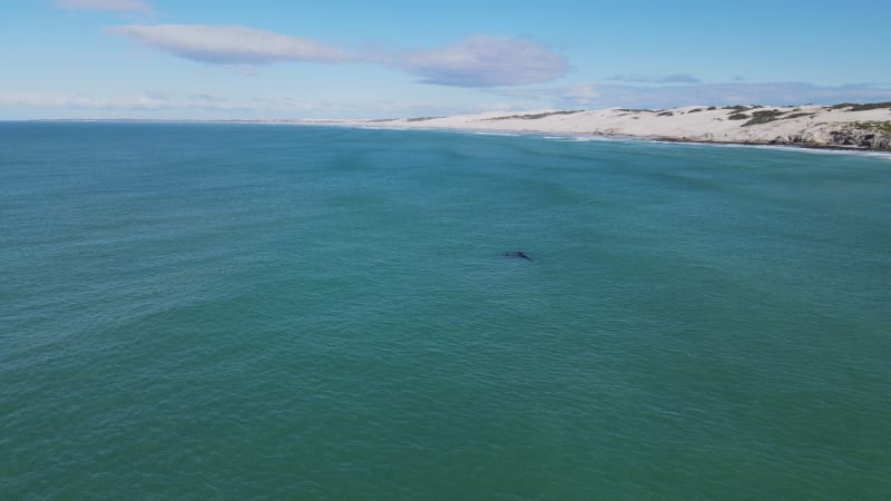 Aerial view of southern right whale close to beach, Western Cape, South Africa.