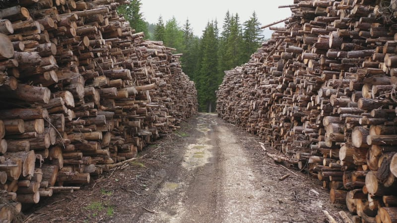 Drohnenflug durch Haufen frisch gefällter Bäume im Wald der Dolomiten