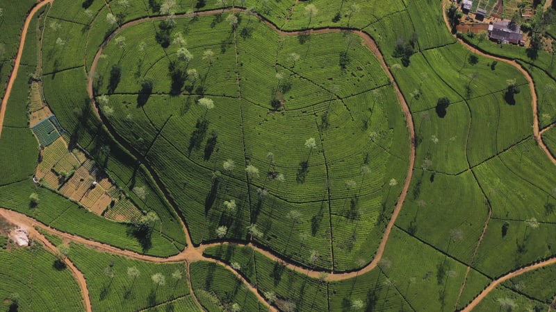 Aerial view of Ella Tea Garden, Nuwara Eliya, Sri Lanka.