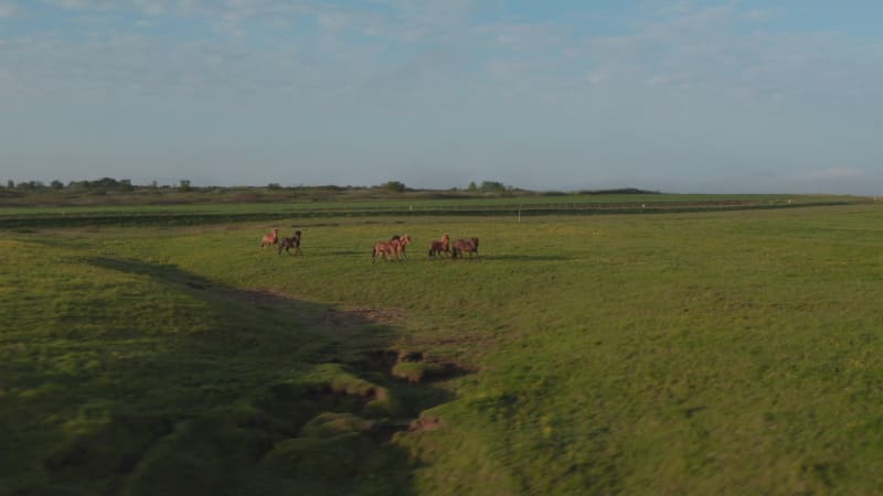 Drone view wild horses herd pasturing in icelandic grassland at sunset. Aerial view of free and purebred horses trotting in farmland in Iceland. Animal theme. Freedom and wildlife concept