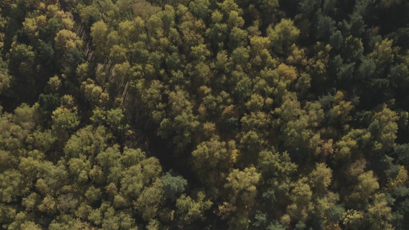 Aerial view of a football field in a forest near Moscow, Russia.