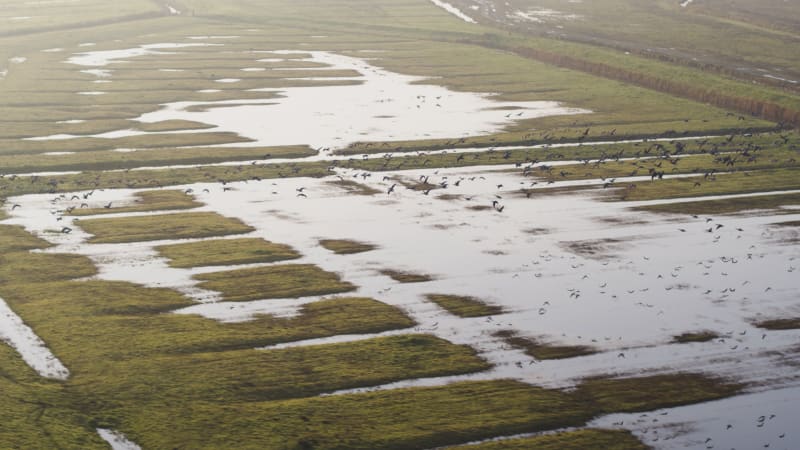 Dutch River Delta: Intersection of Wildlife and Farming