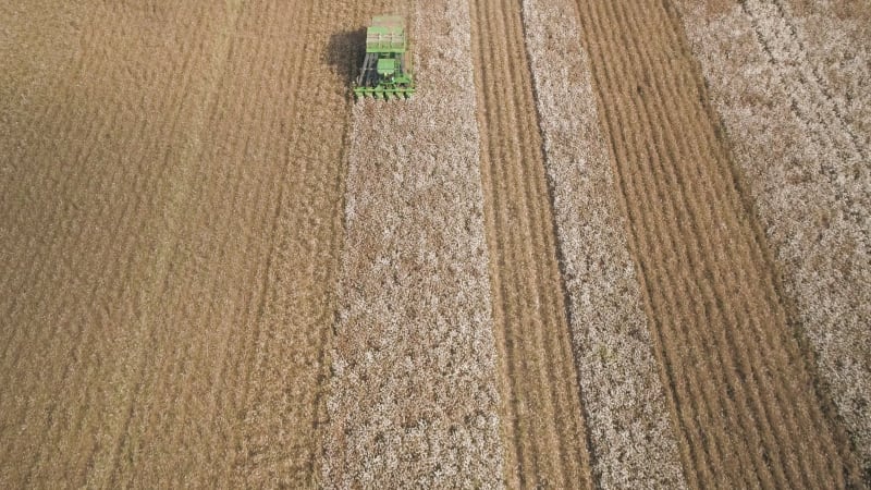 Aerial view of combine picking cotton, Kibbutz Saar, Mate Asher, Israel.