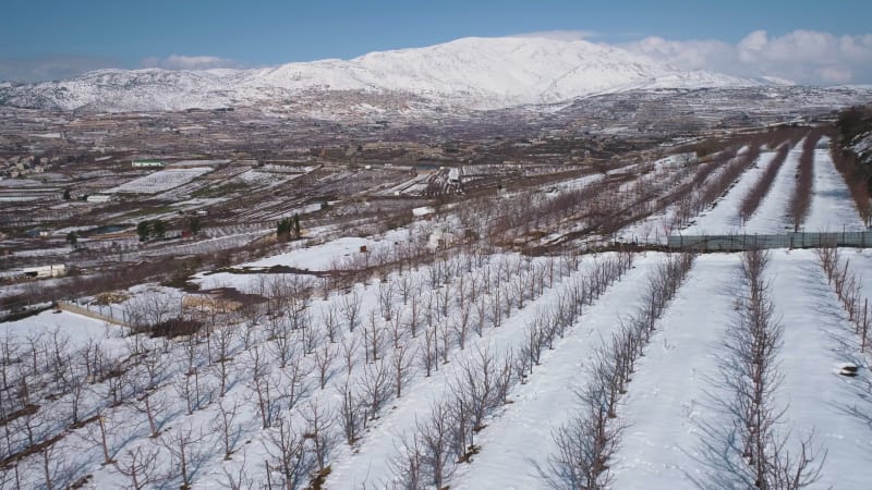 Aerial view of a dry vineyard in the snow, Golan Heights, Israel .