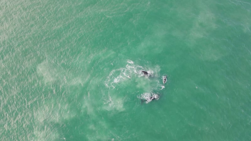 Aerial view of southern right whales with calves, Western Cape, South Africa.