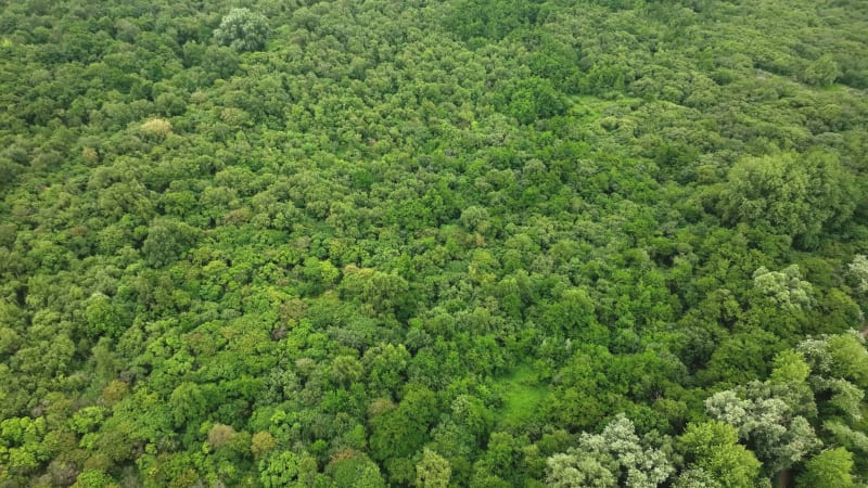 Deciduous Forest in Holland - Broadleaf Trees in Northwest Europe